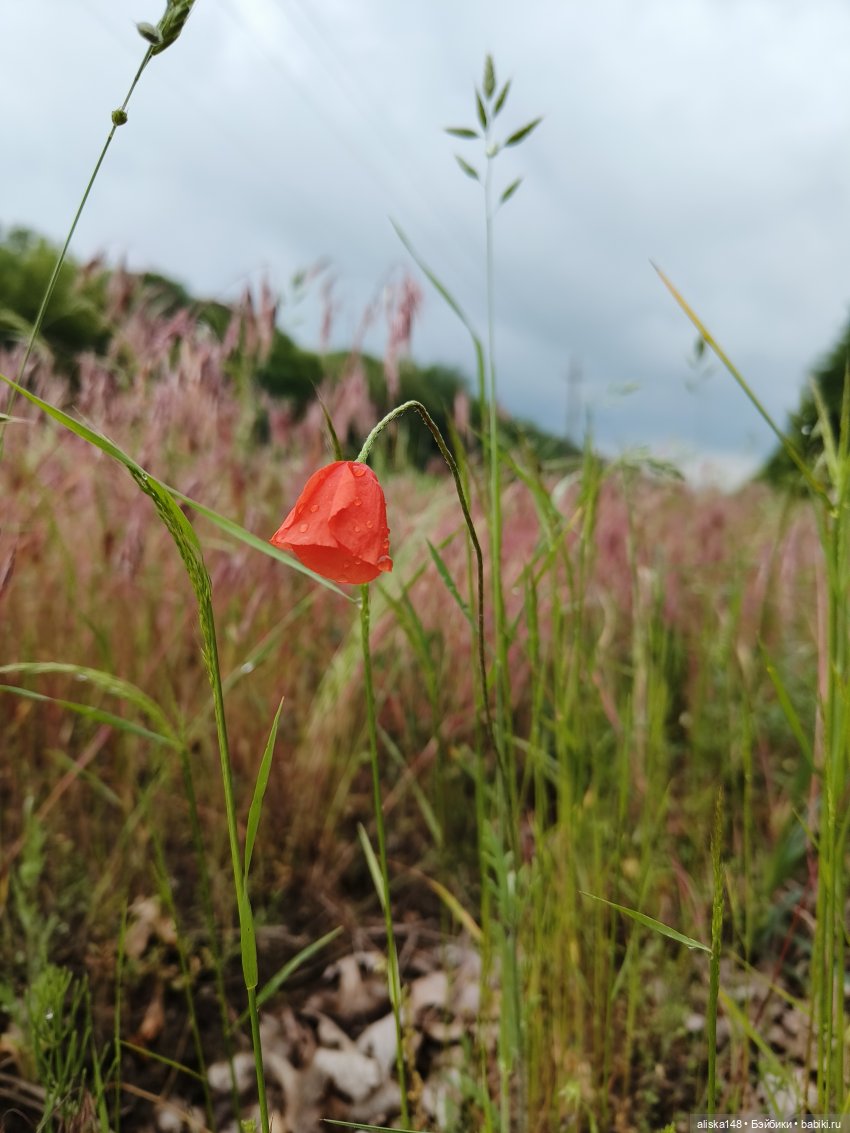 Путешествие продолжается — Куклы Baboliy (Баболи