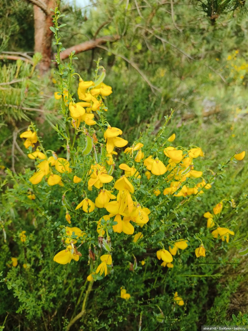 Путешествие продолжается — Куклы Baboliy (Баболи
