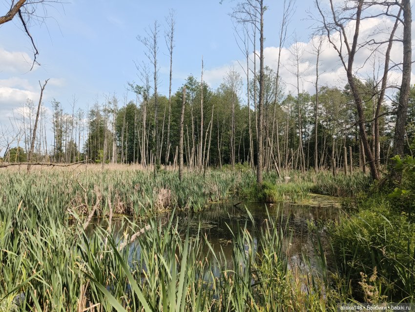 Путешествие продолжается — Куклы Baboliy (Баболи