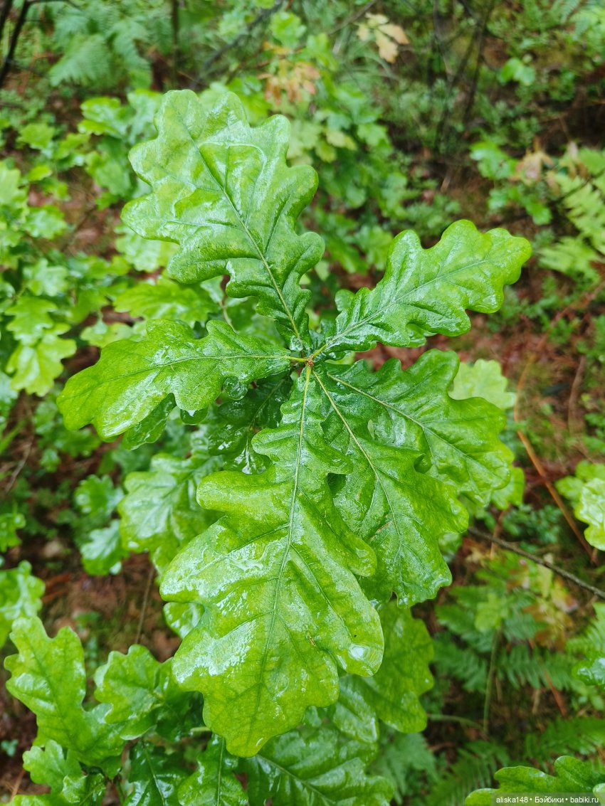 Путешествие продолжается — Куклы Baboliy (Баболи