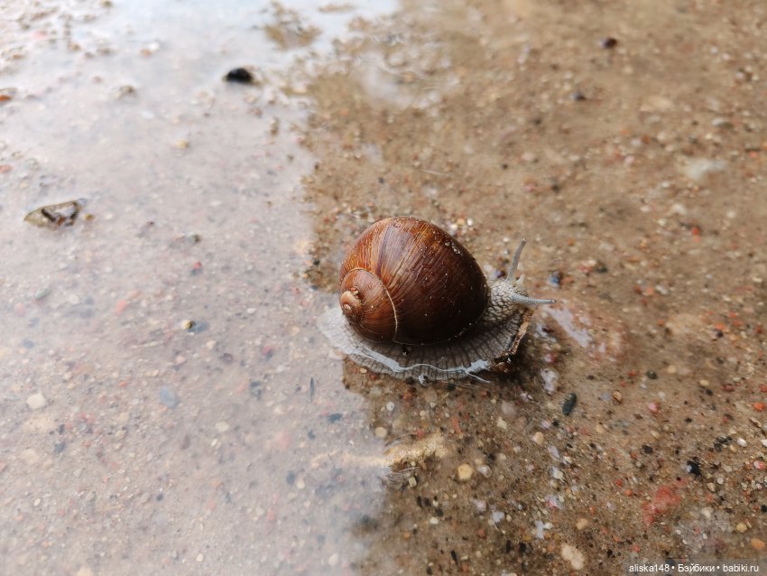 Путешествие продолжается — Куклы Baboliy (Баболи