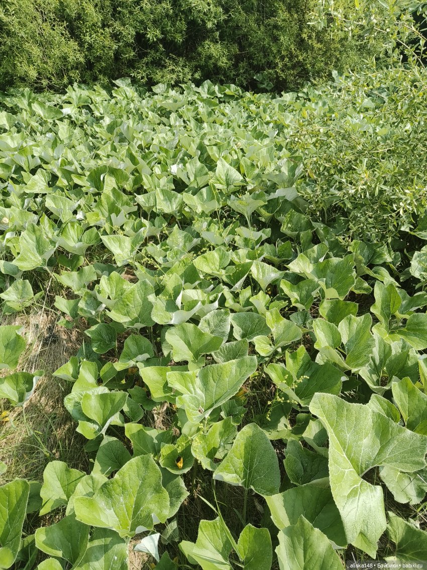 Путешествие продолжается — Куклы Baboliy (Баболи