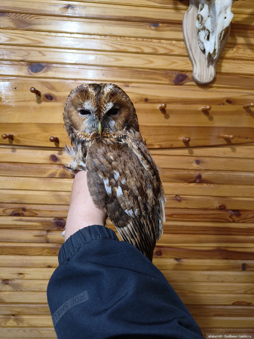 Путешествие продолжается — Куклы Baboliy (Баболи