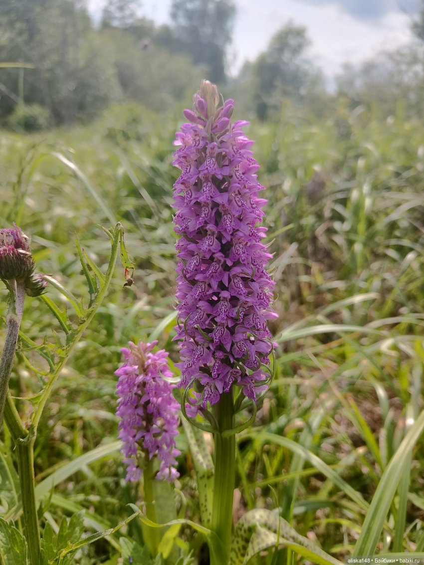 Путешествие продолжается — Куклы Baboliy (Баболи