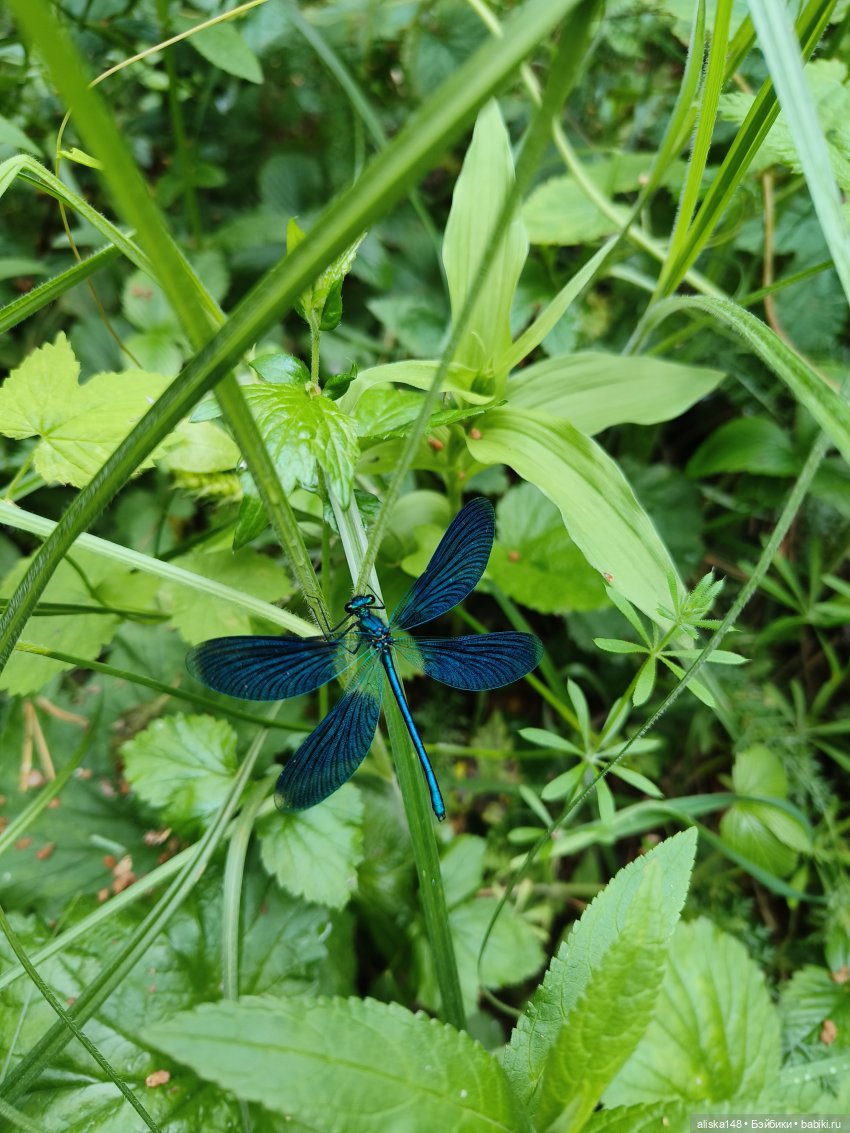 Путешествие продолжается — Куклы Baboliy (Баболи