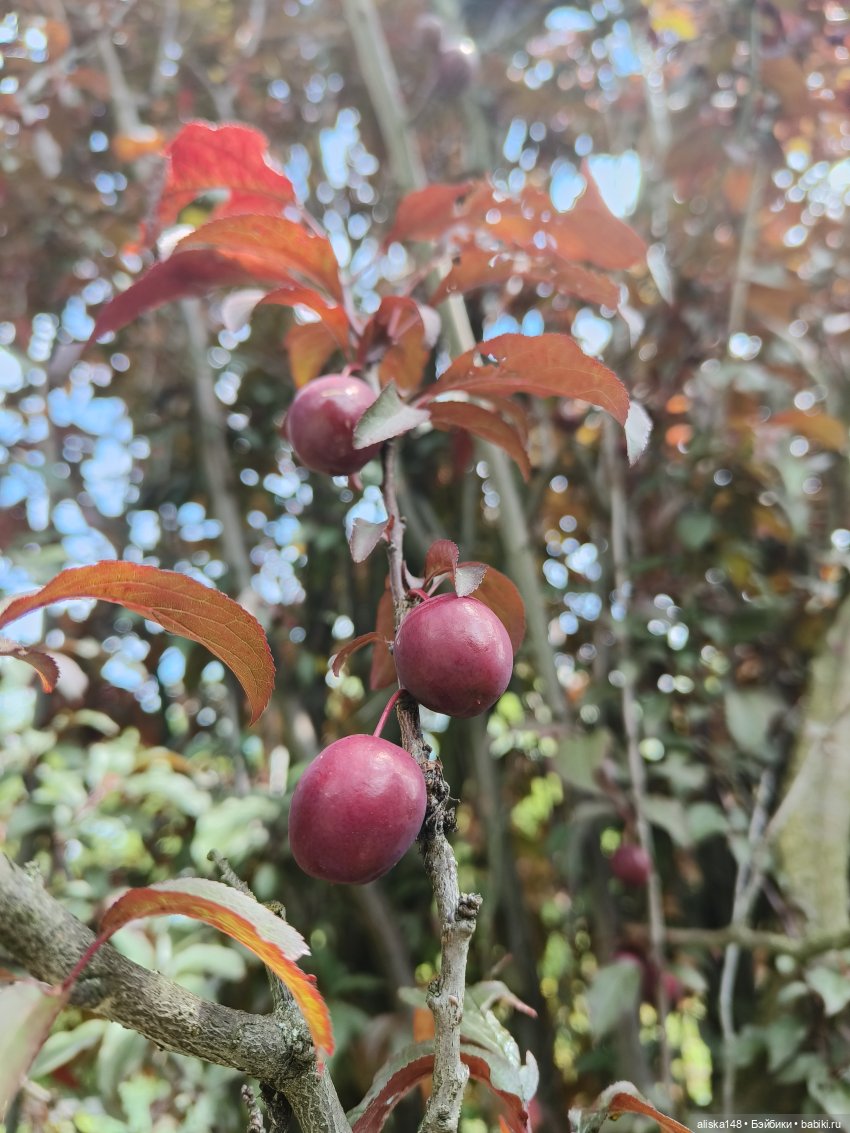 Время гулять — Куклы Mattel (Маттел) разное: Enchantimals