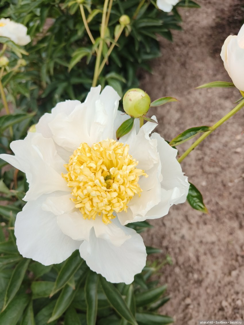 Время гулять — Куклы Mattel (Маттел) разное: Enchantimals