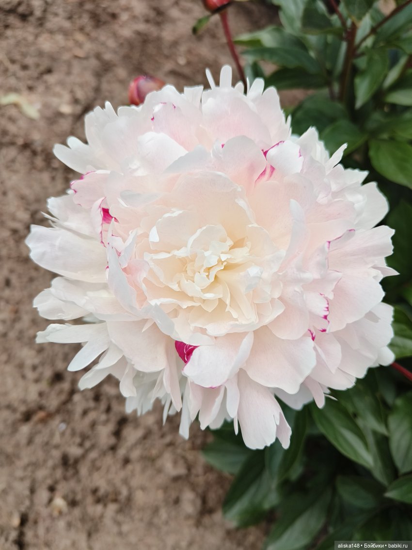 Время гулять — Куклы Mattel (Маттел) разное: Enchantimals