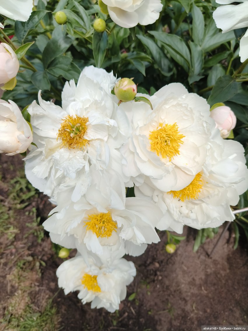 Время гулять — Куклы Mattel (Маттел) разное: Enchantimals