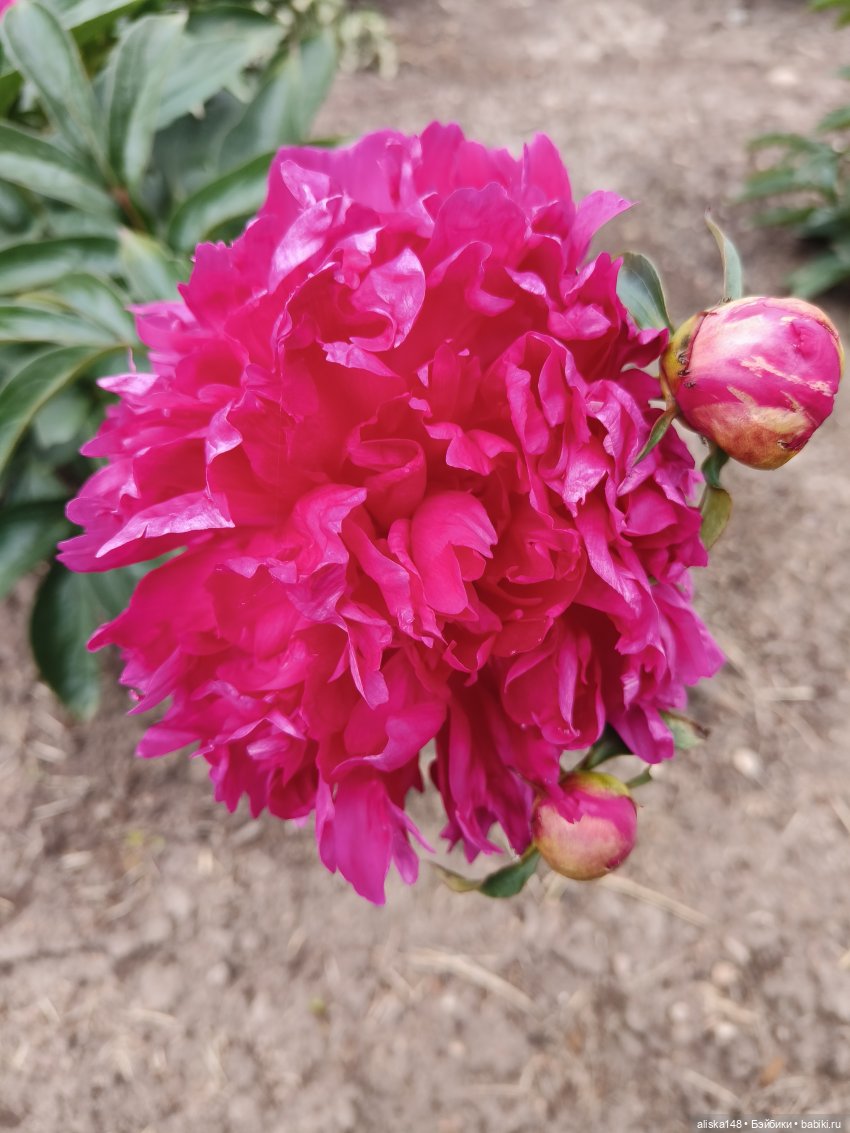 Время гулять — Куклы Mattel (Маттел) разное: Enchantimals (фото 9)