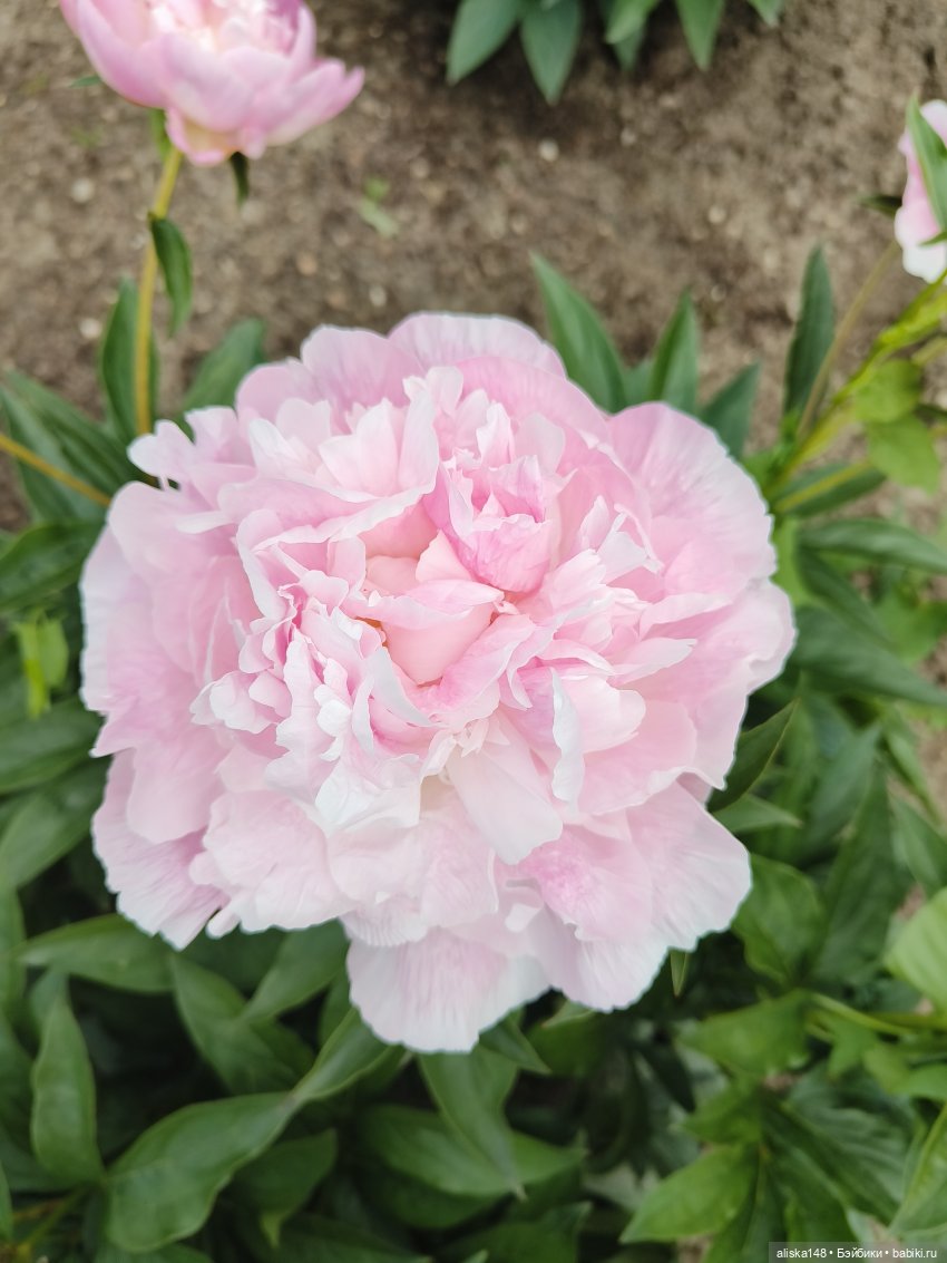 Время гулять — Куклы Mattel (Маттел) разное: Enchantimals