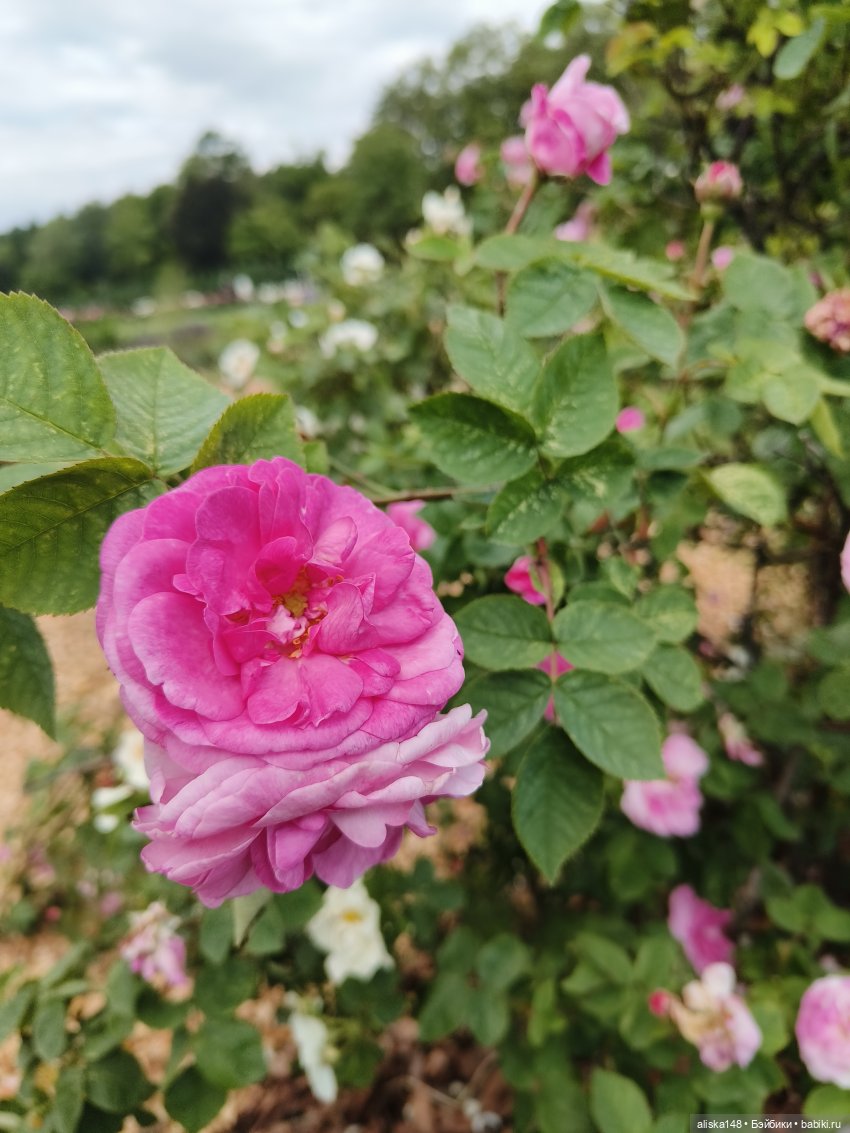 Время гулять — Куклы Mattel (Маттел) разное: Enchantimals (фото 8)