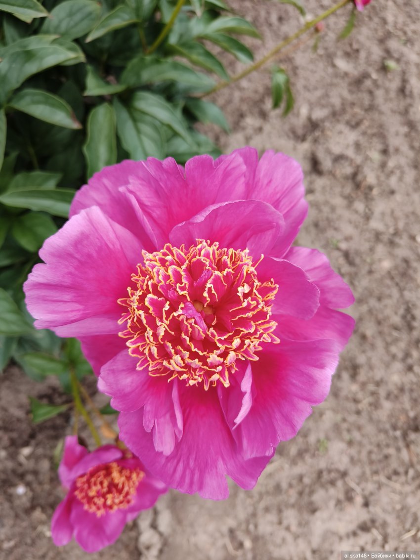 Время гулять — Куклы Mattel (Маттел) разное: Enchantimals (фото 10)