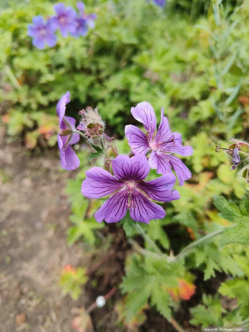 Время гулять — Куклы Mattel (Маттел) разное: Enchantimals (фото 7)