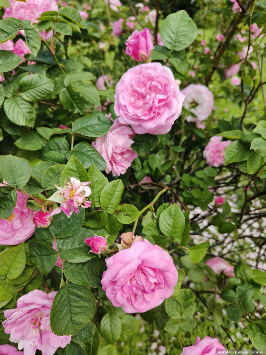 Время гулять — Куклы Mattel (Маттел) разное: Enchantimals