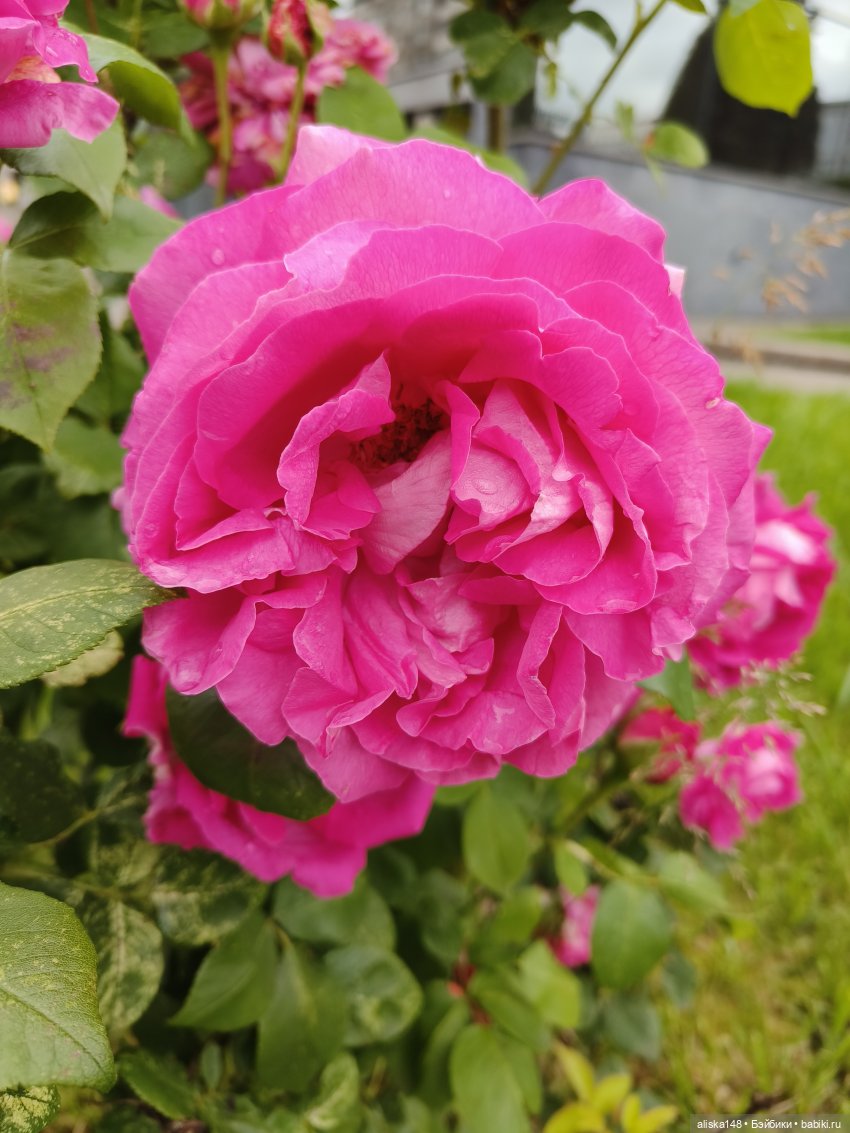 Время гулять — Куклы Mattel (Маттел) разное: Enchantimals (фото 2)