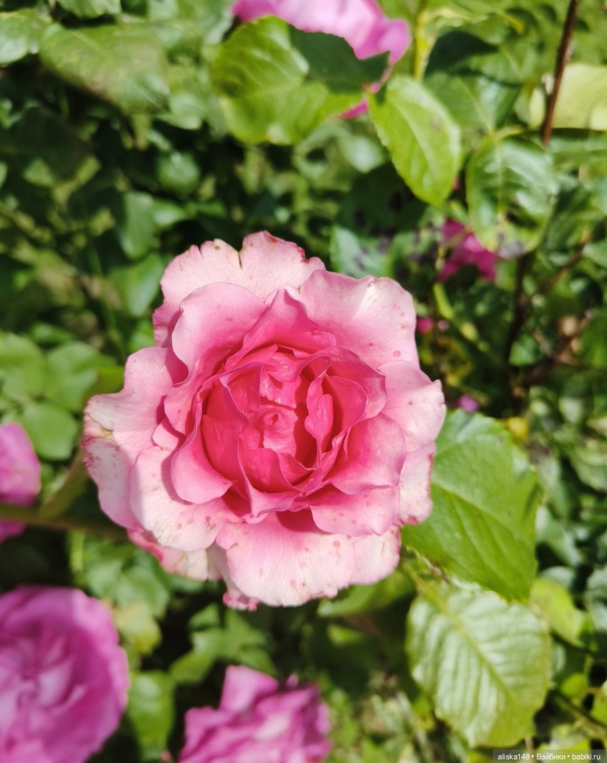 Не упусти лето — Куклы с Алиэкспресс (Aliexpress): Китайские шарнирные (фото 3)