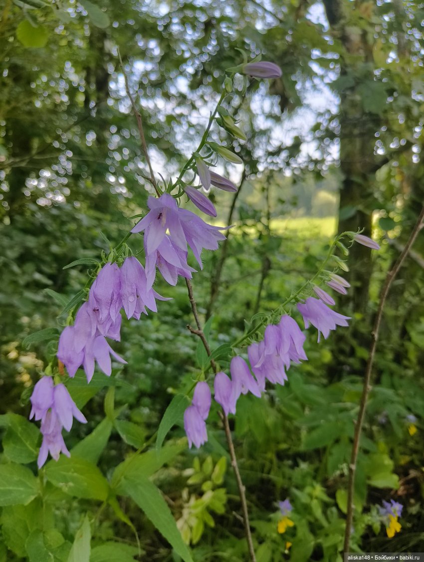 Командировочная жизнь. Часть 2 | Бэйбики Командировочная жизнь. Часть 2