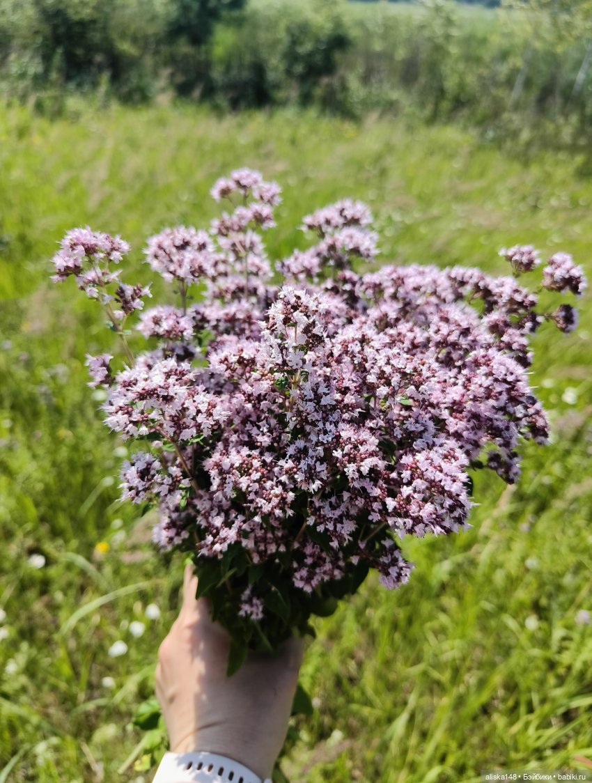 Командировочная жизнь. Часть 2 | Бэйбики Командировочная жизнь. Часть 2