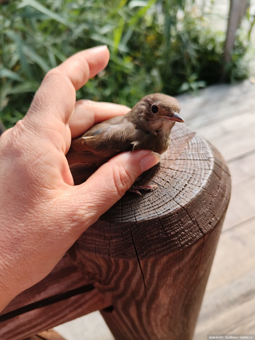 И опять кольцуем птиц — Туризм и путешествия: фотоотчеты из поездок (фото 6)