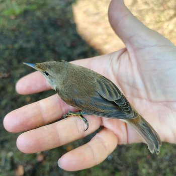 И опять кольцуем птиц