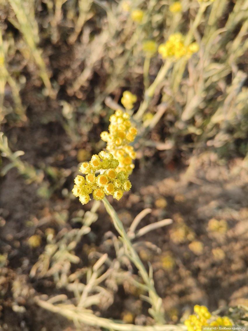 И опять кольцуем птиц — Туризм и путешествия: фотоотчеты из поездок (фото 10)
