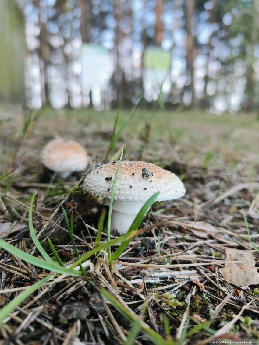 И опять кольцуем птиц — Туризм и путешествия: фотоотчеты из поездок