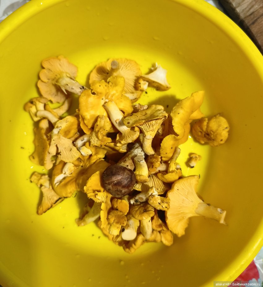 И опять кольцуем птиц — Туризм и путешествия: фотоотчеты из поездок