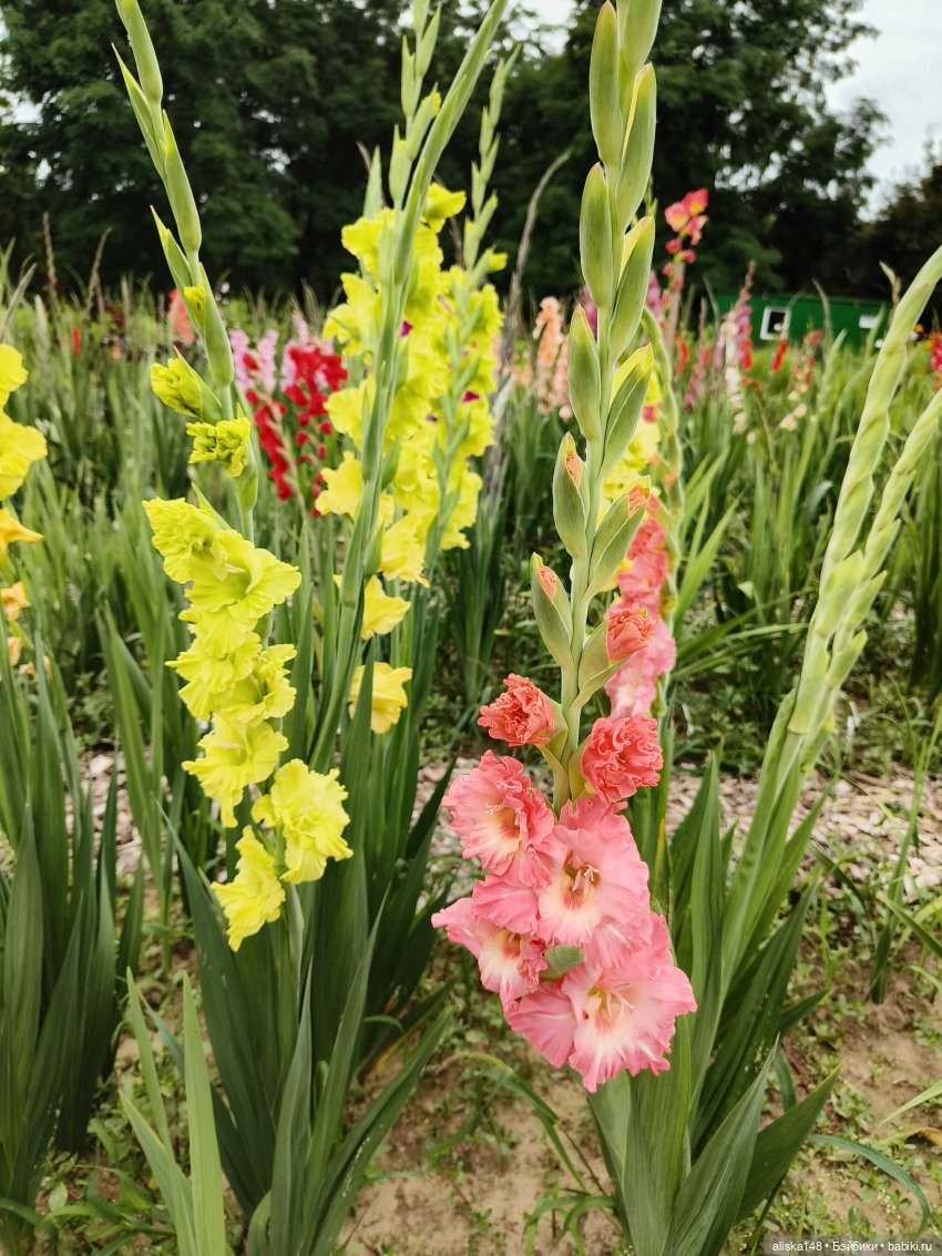 Цветочное изобилие — Разные шарнирные куклы (не БЖД): редкие (фото 6)