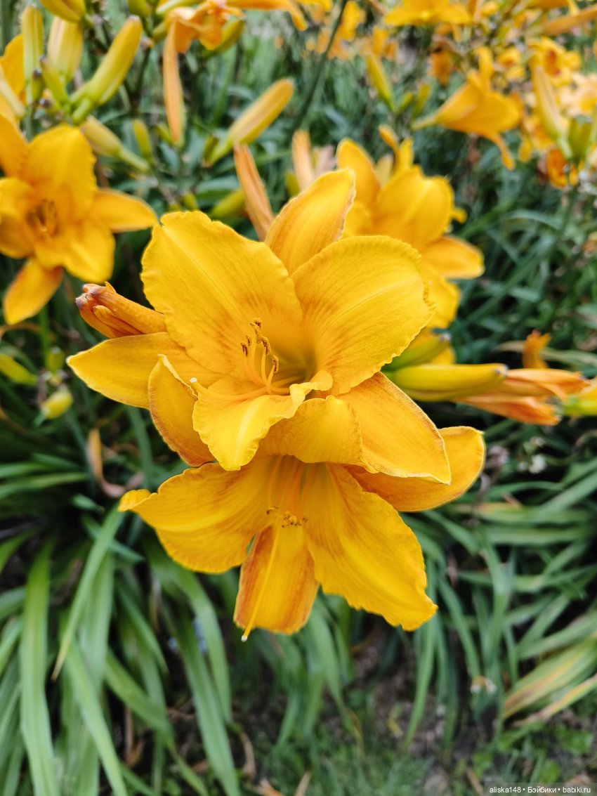 Цветочное изобилие — Разные шарнирные куклы (не БЖД): редкие (фото 9)