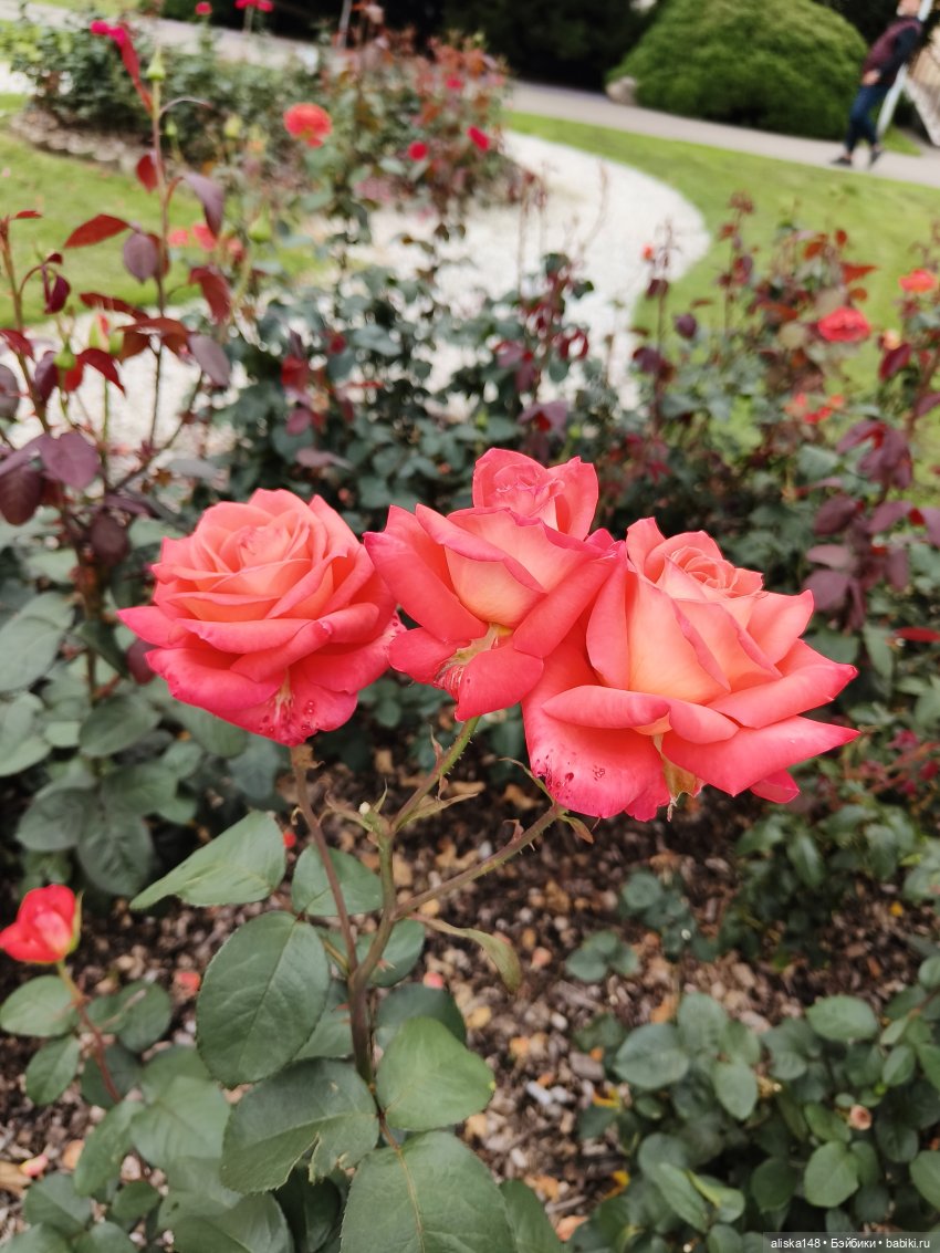 Цветочное изобилие — Разные шарнирные куклы (не БЖД): редкие