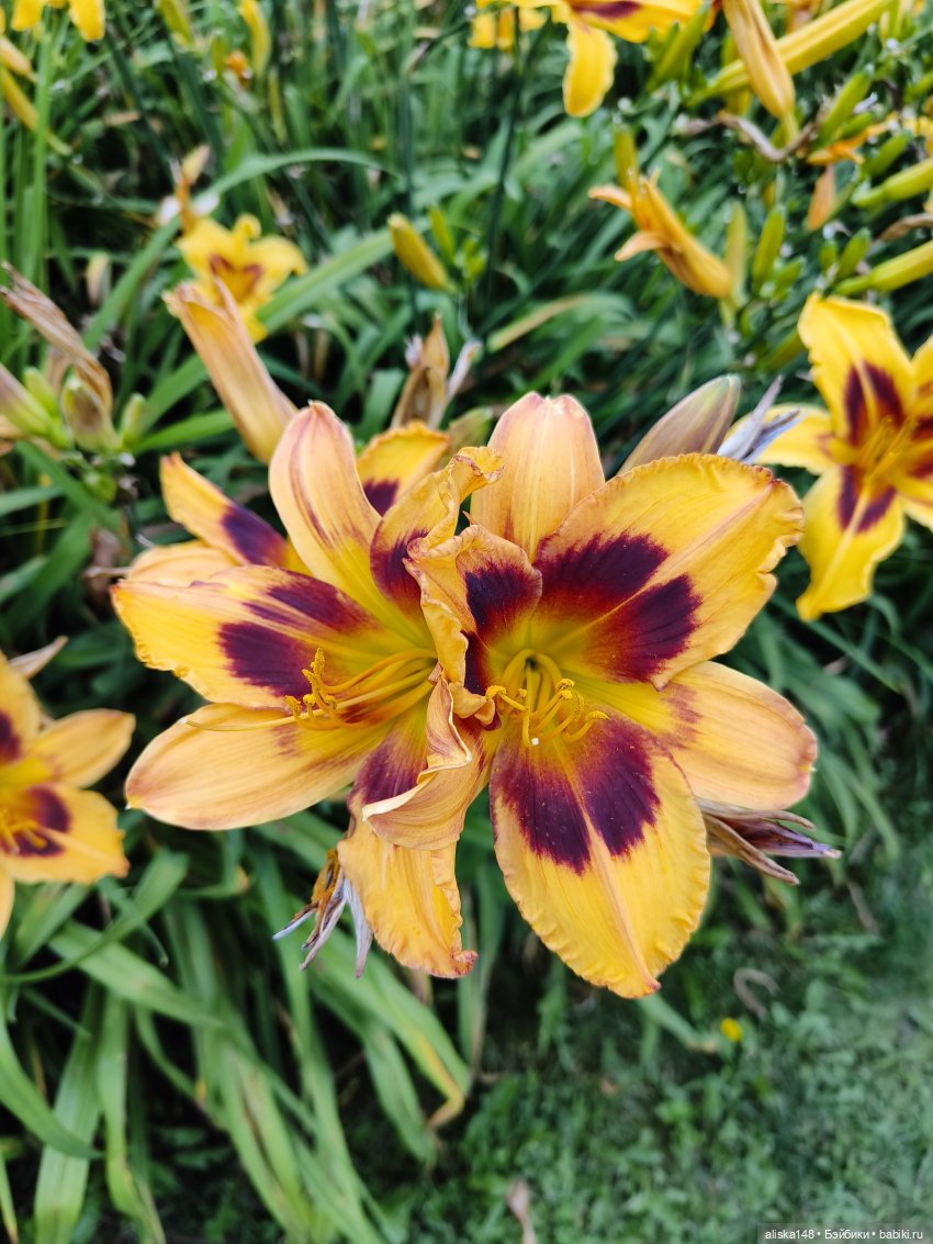 Цветочное изобилие — Разные шарнирные куклы (не БЖД): редкие (фото 10)