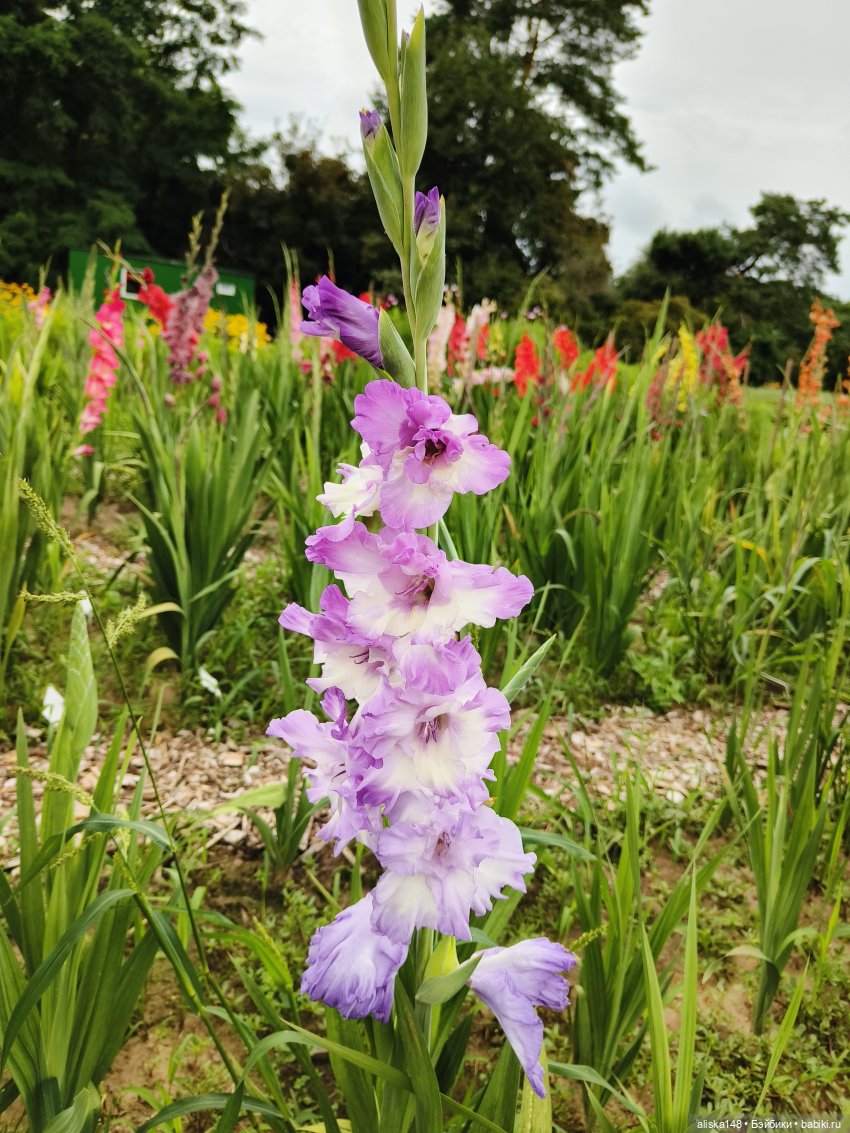 Цветочное изобилие — Разные шарнирные куклы (не БЖД): редкие (фото 7)