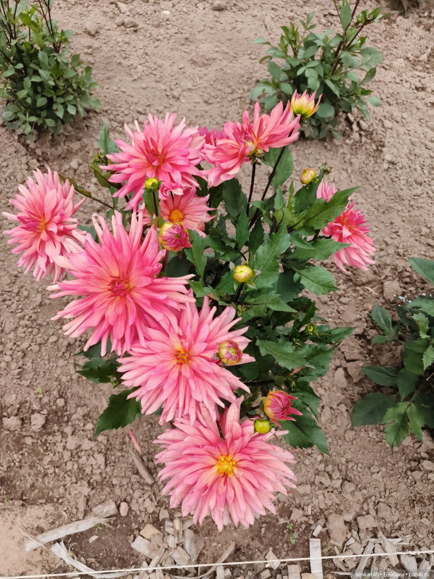 Цветочное изобилие — Разные шарнирные куклы (не БЖД): редкие (фото 4)