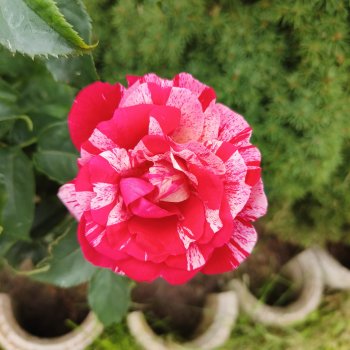 Цветочное изобилие