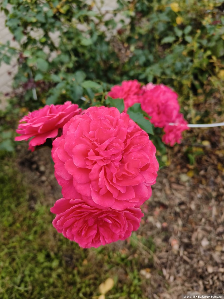 Цветочное изобилие — Разные шарнирные куклы (не БЖД): редкие