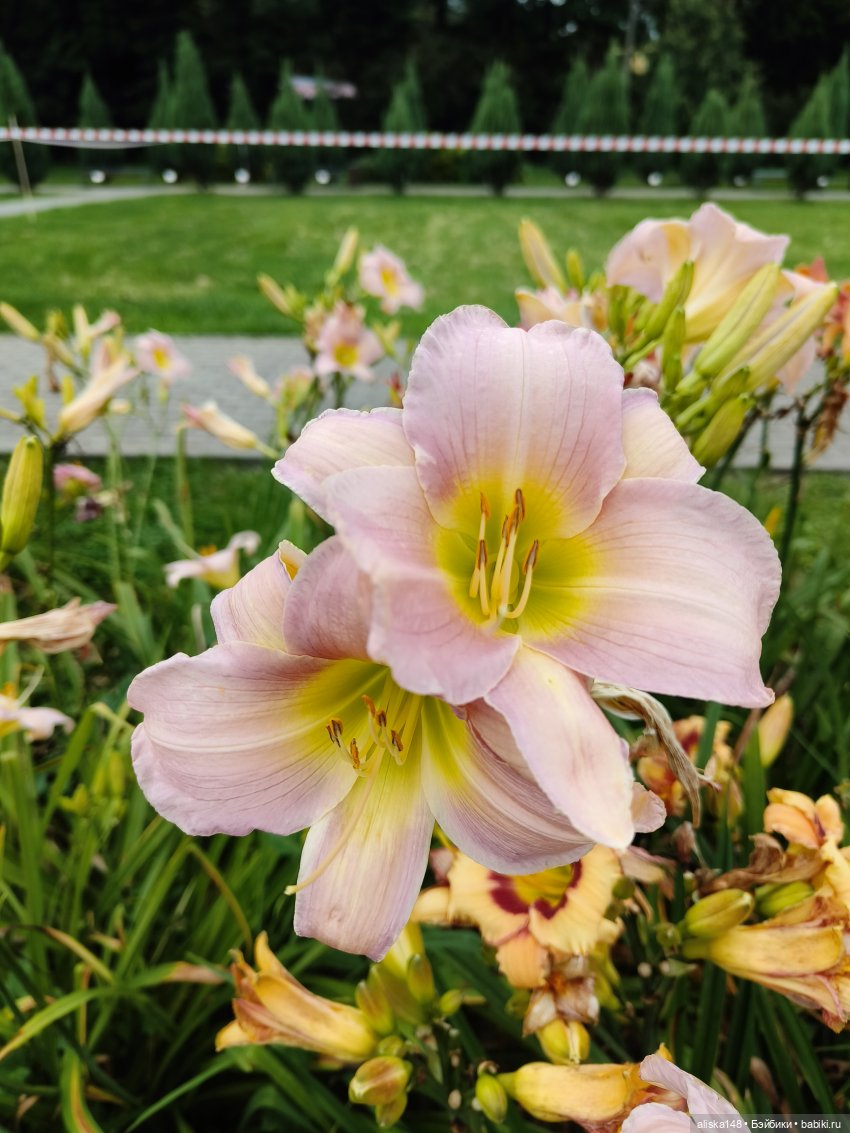 Цветочное изобилие — Разные шарнирные куклы (не БЖД): редкие