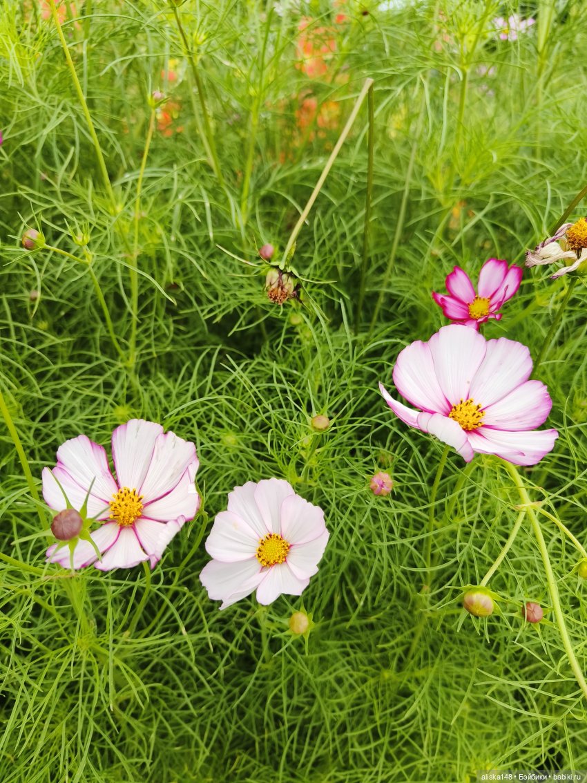 Цветочное изобилие — Разные шарнирные куклы (не БЖД): редкие