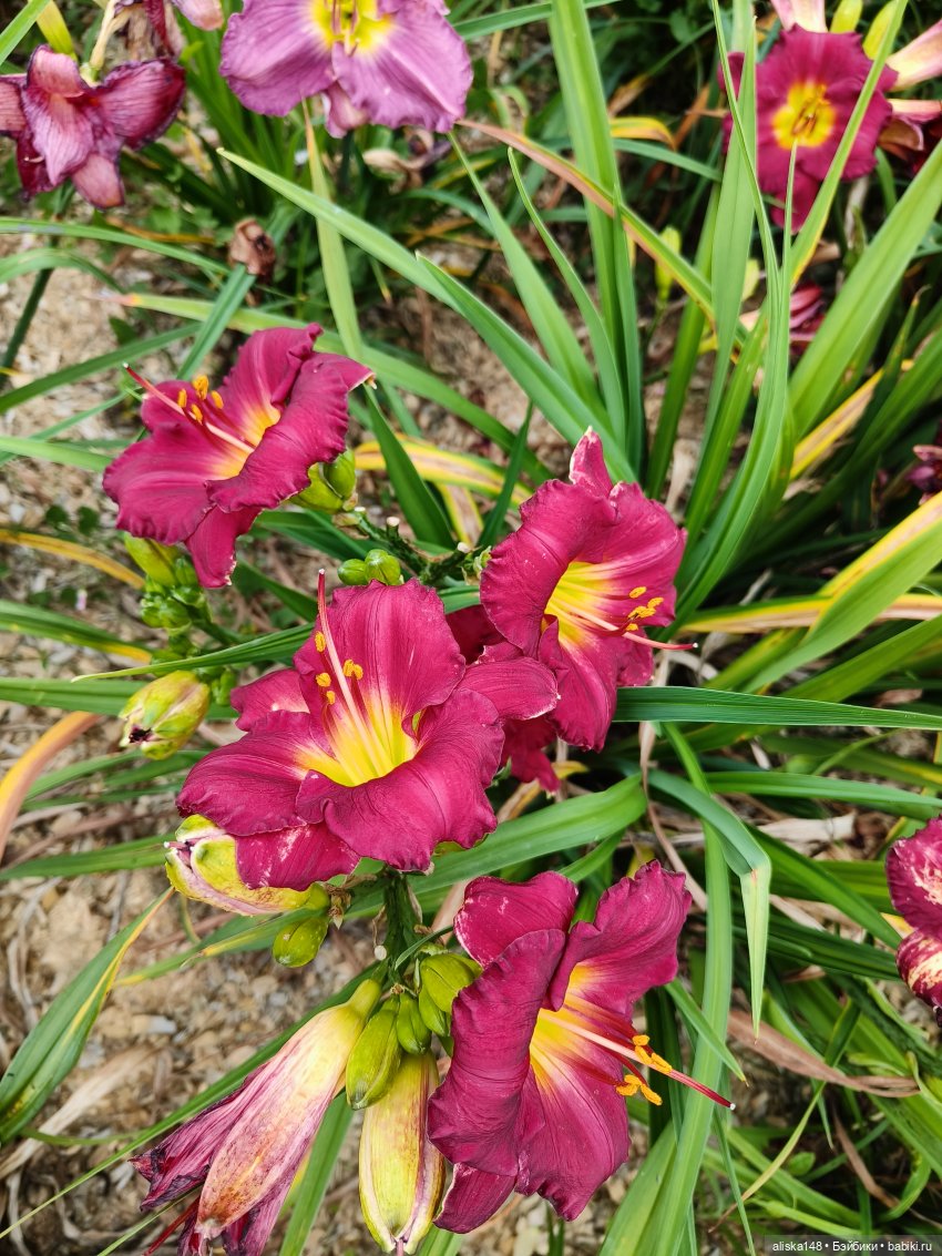 Цветочное изобилие — Разные шарнирные куклы (не БЖД): редкие