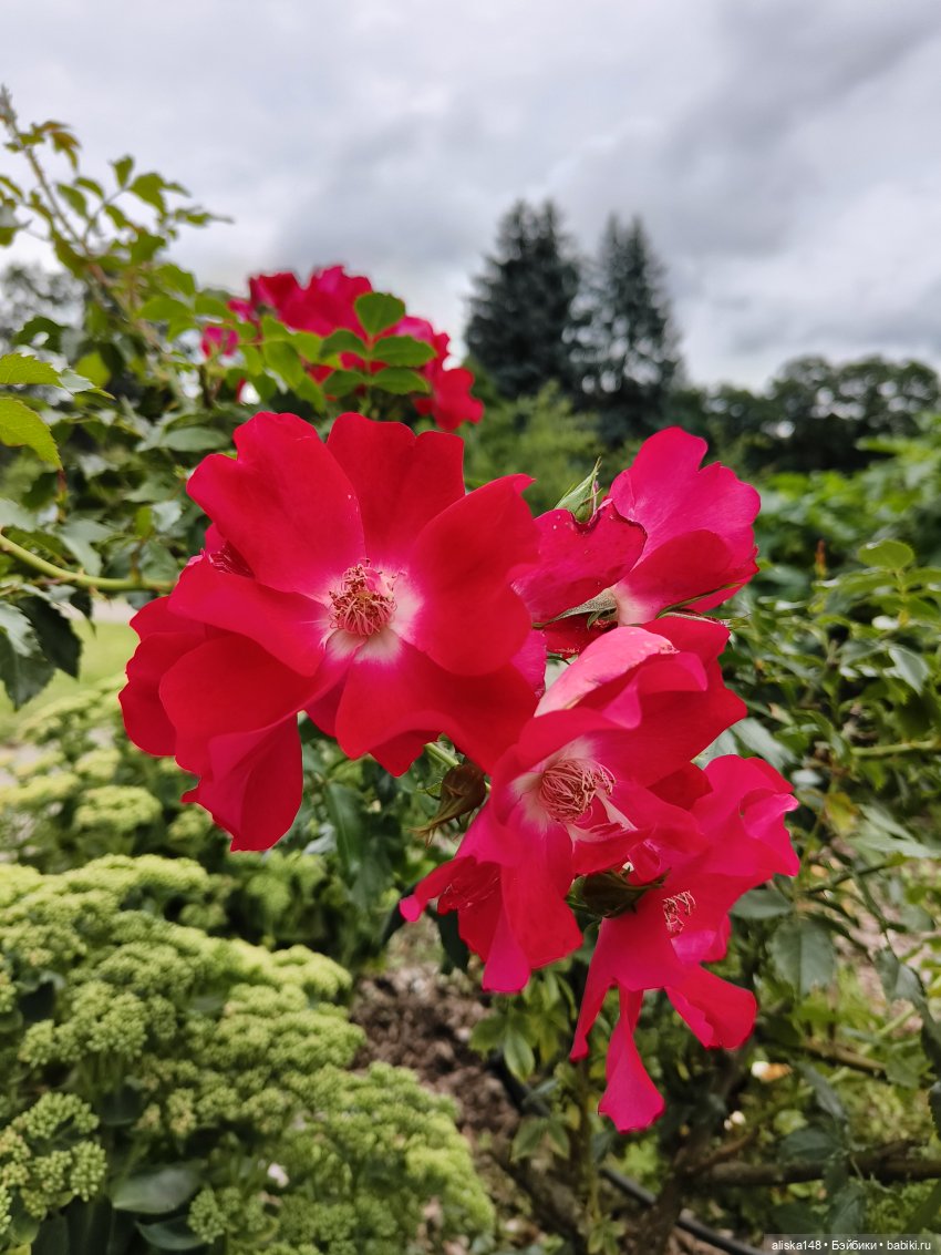 Цветочное изобилие — Разные шарнирные куклы (не БЖД): редкие