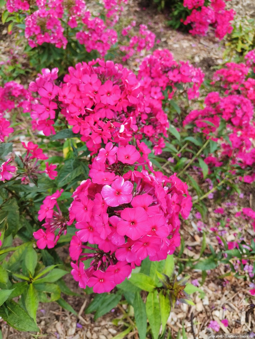 Цветочное изобилие — Разные шарнирные куклы (не БЖД): редкие