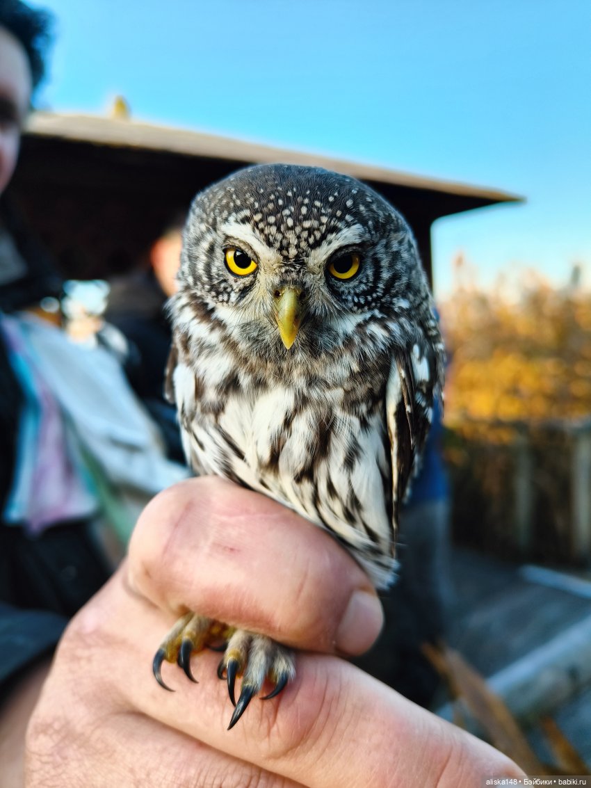 Ловим сов — Туризм и путешествия: фотоотчеты из поездок (фото 5)