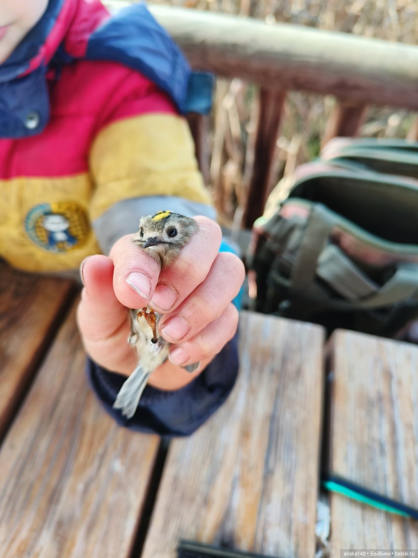 Ловим сов — Туризм и путешествия: фотоотчеты из поездок (фото 4)