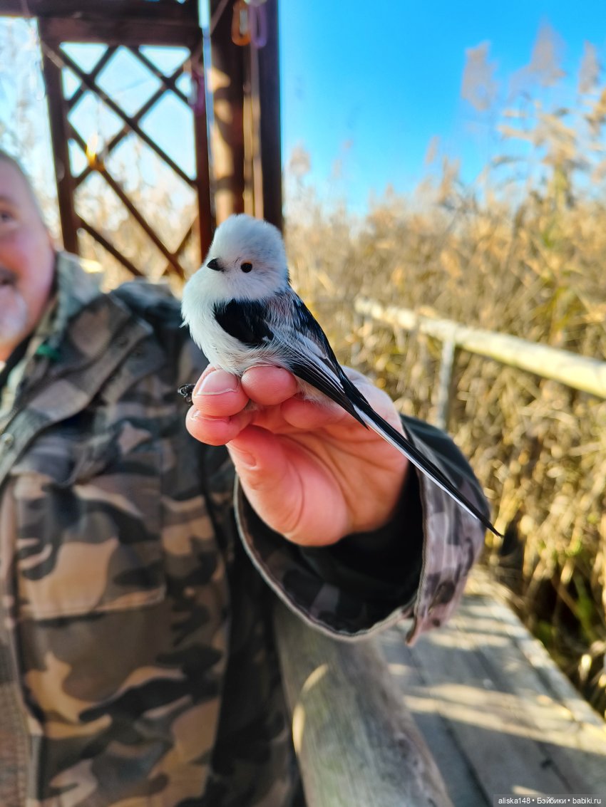 Ловим сов — Туризм и путешествия: фотоотчеты из поездок (фото 3)
