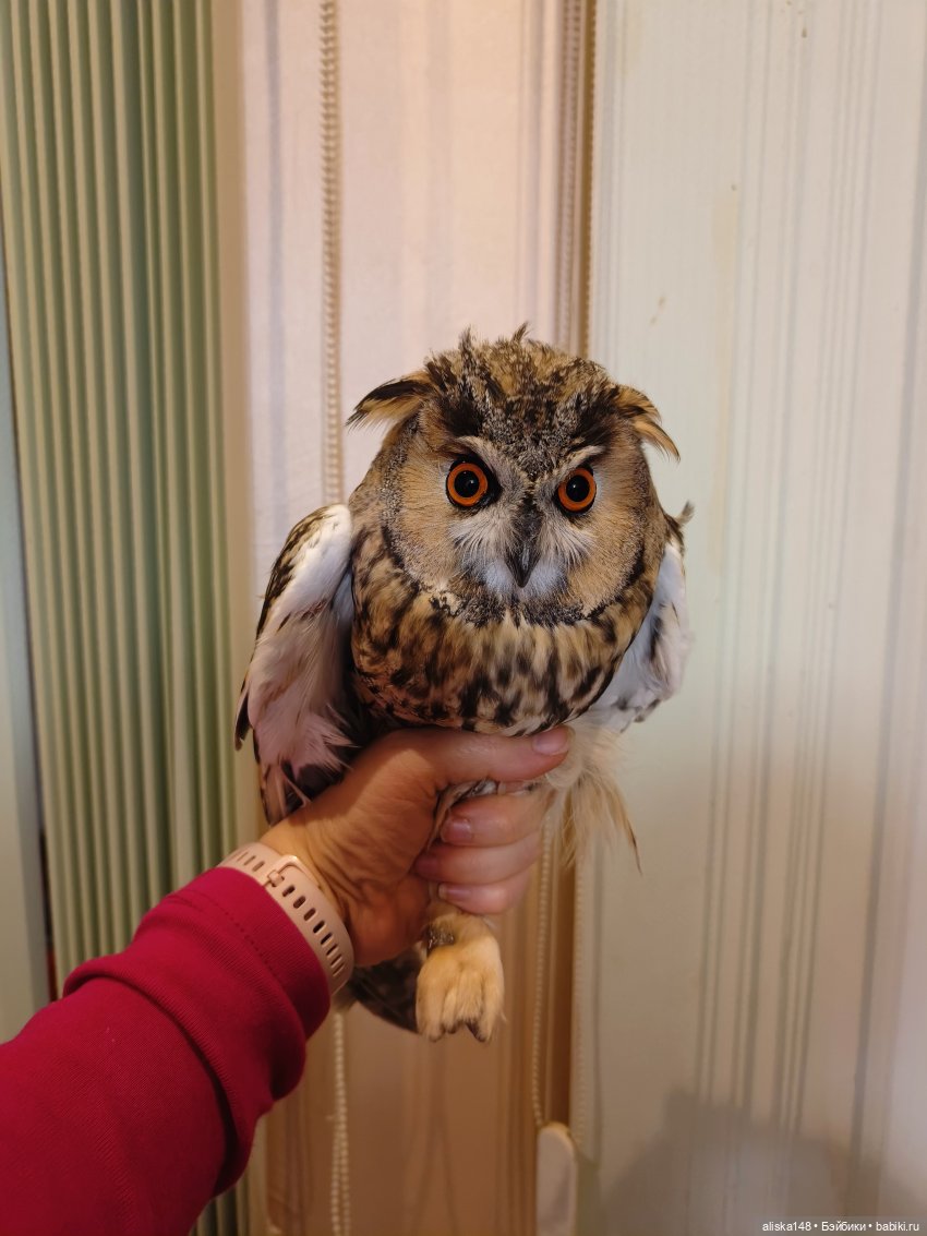 Ловим сов — Туризм и путешествия: фотоотчеты из поездок (фото 2)