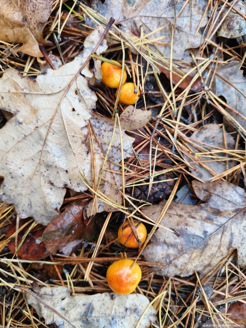 Ловим сов — Туризм и путешествия: фотоотчеты из поездок