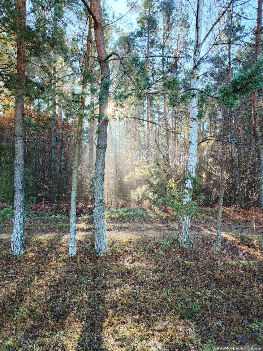 Ловим сов — Туризм и путешествия: фотоотчеты из поездок