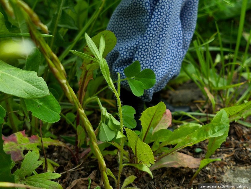 Августфест. "Ползущий демон". Акт 1