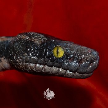 Питон Супчик