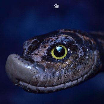 Свиноносый ужик